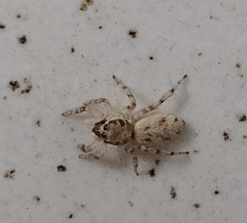 Salticus mutabilis